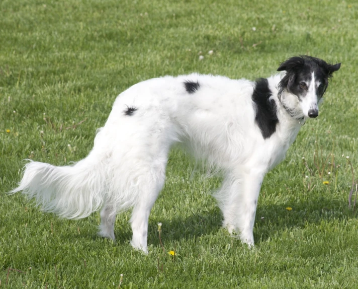 a black and white dog standing on top of a lush green field