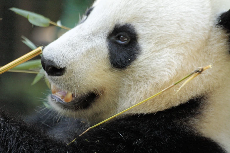 panda bear showing teeth near bamboo sticks and bamboo twigs