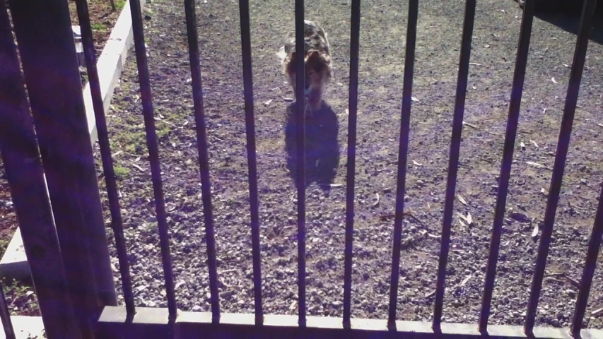 an animal sitting behind the bars of a fence