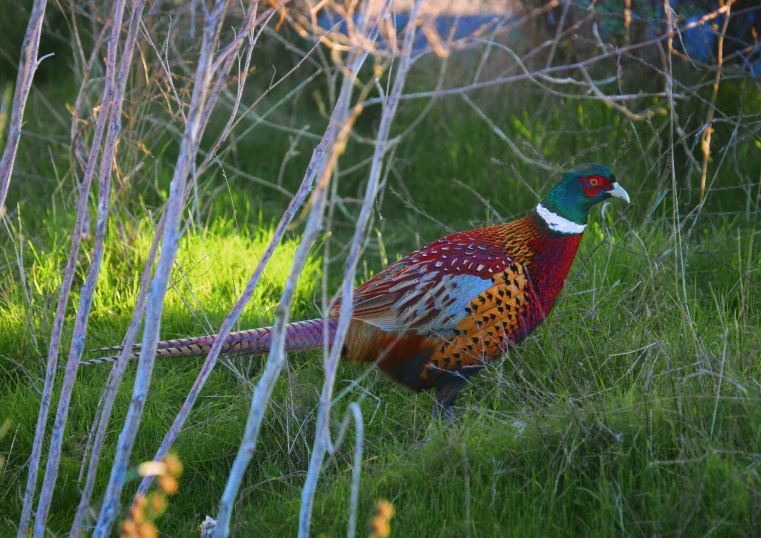 a close up of a colorful bird on grass near trees