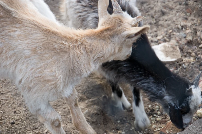 two goats that are standing in the dirt