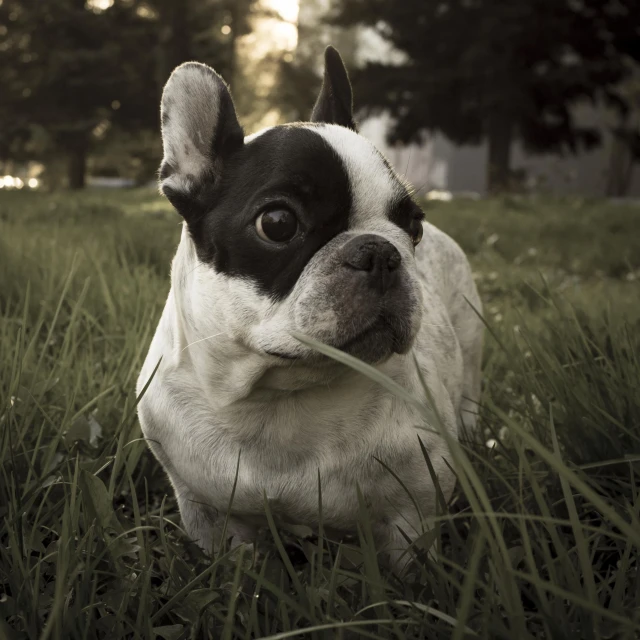 a small white dog with ears sticking out sitting in the grass