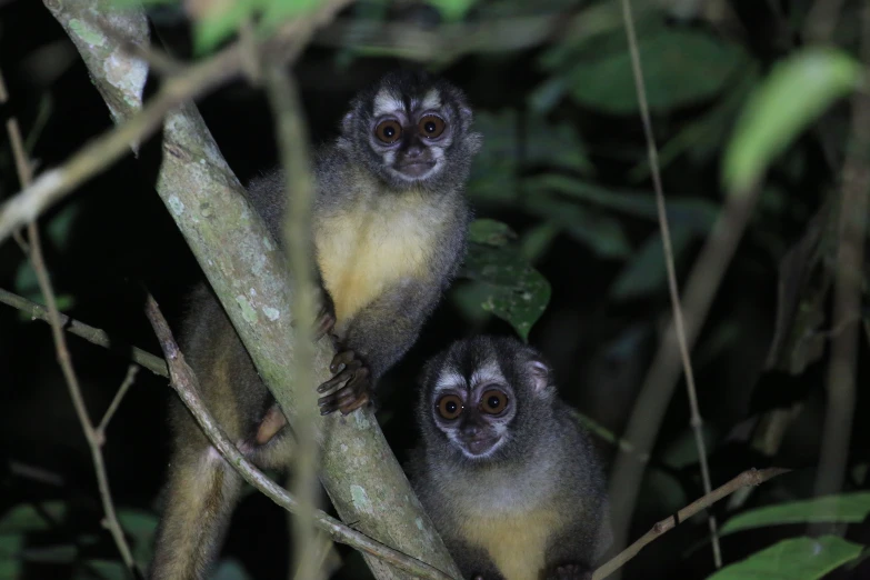 a group of monkeys hanging on a tree