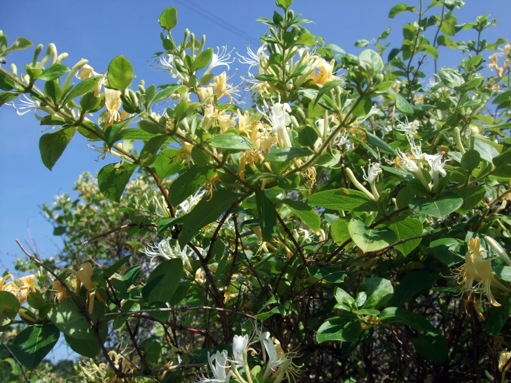 some green leaves and nches with yellow flowers