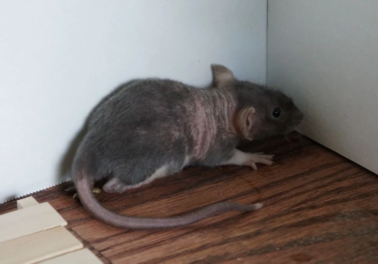 the small rat is on the wooden floor beside a door