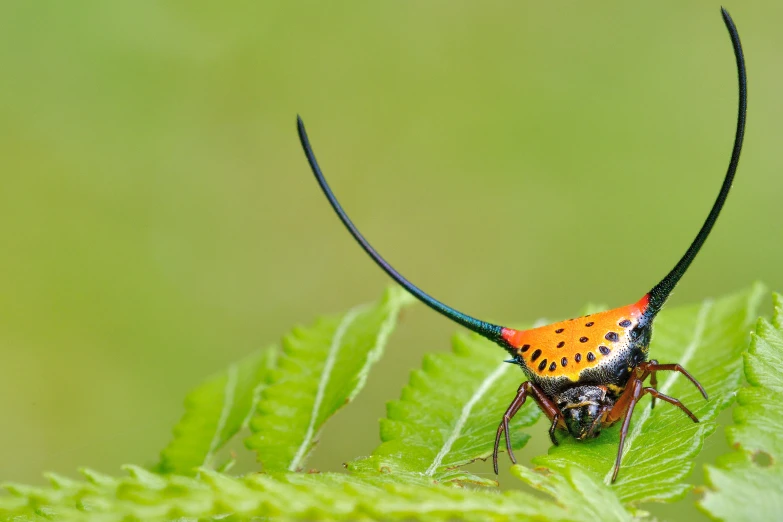 an orange, black and green bug with long antennae sitting on top of a leaf