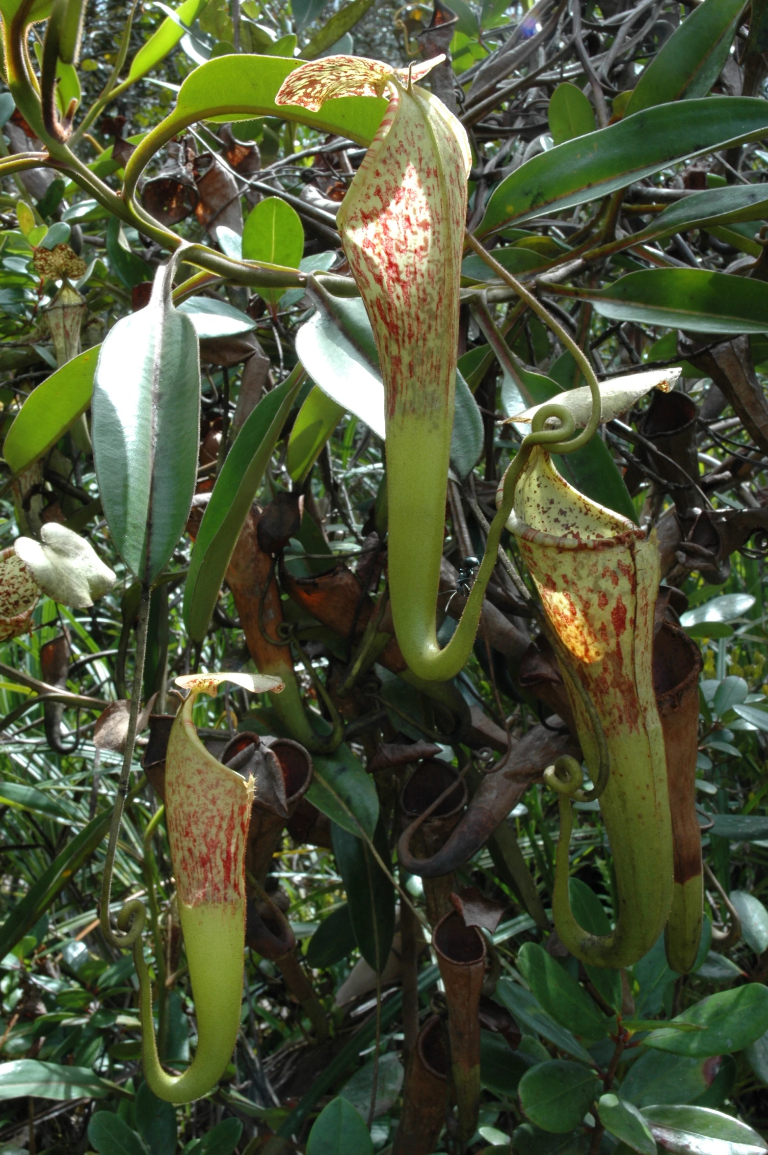 a close up of some small flowers on a tree