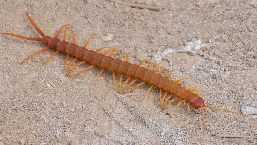 a brown and black insect sitting on a sidewalk