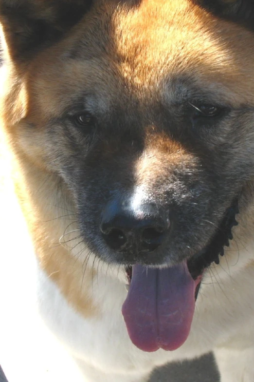 a dog with its tongue hanging out looking at the camera