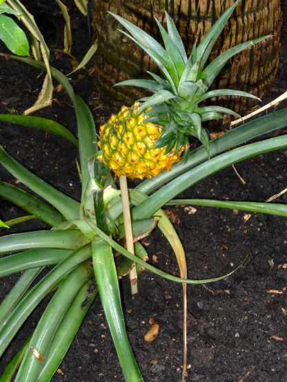 the pineapple is in flower for some reason