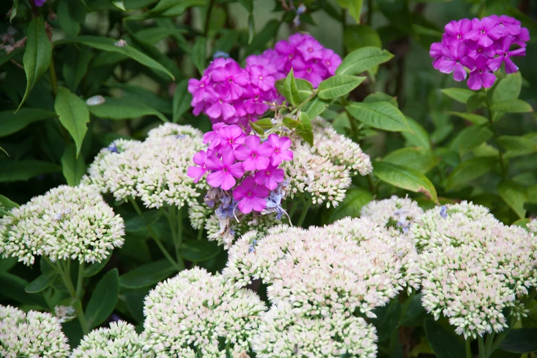 the small white and pink flowers are in bloom