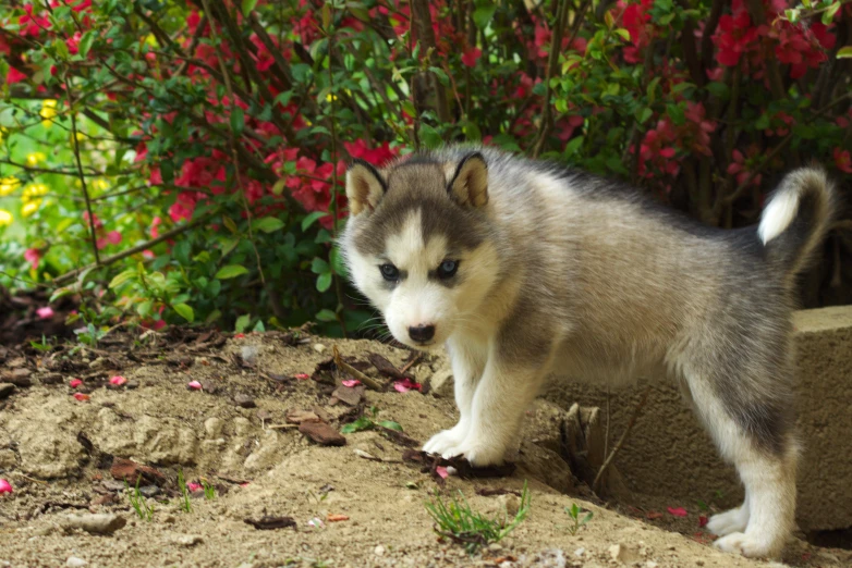 a small husky puppy walking near flowers in a garden