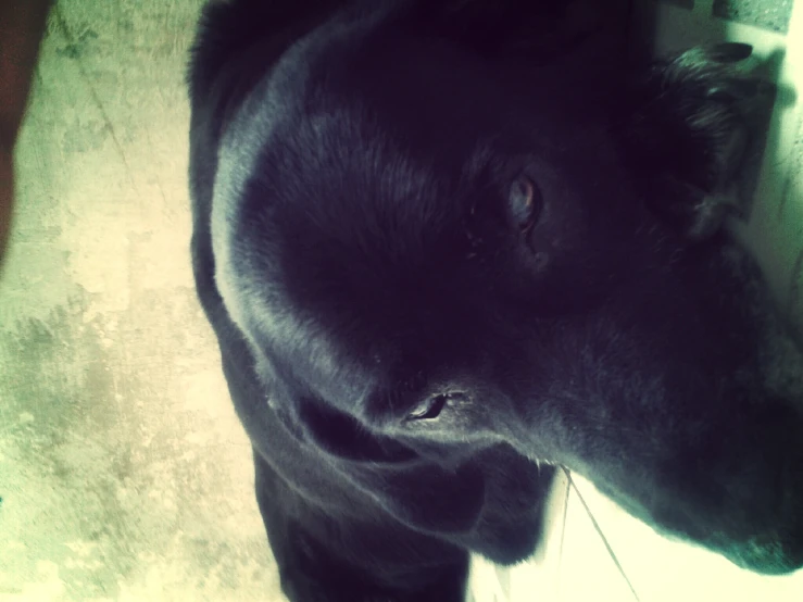 black dog with large nose looking at camera