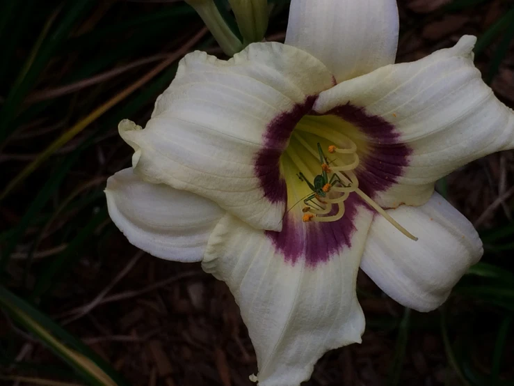 the small, white flower has a purple and yellow center