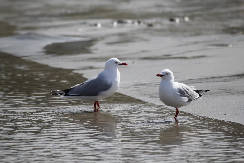 two seagulls stand in shallow water near the shore