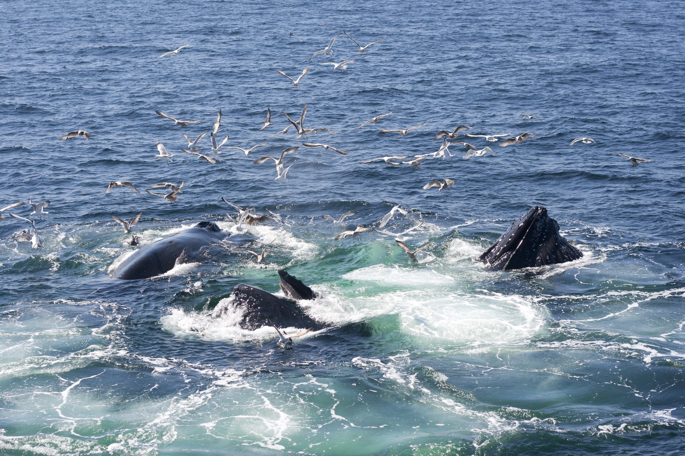 a bunch of animals swimming in the ocean