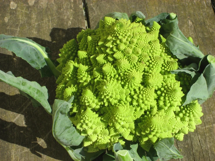 this is a very large cauliflower head