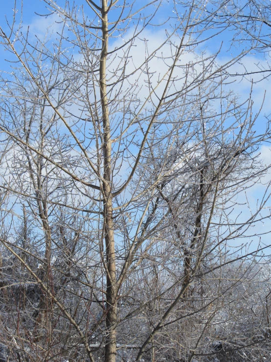 the bare nches of trees against a blue sky