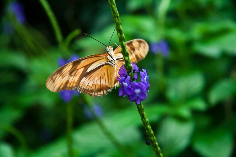 two brown erflies resting on some flowers