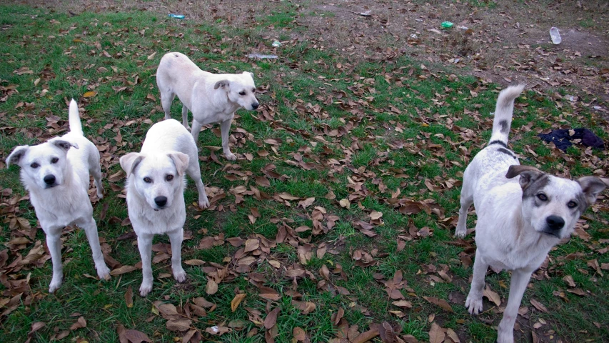 four white dogs are standing in the leaves