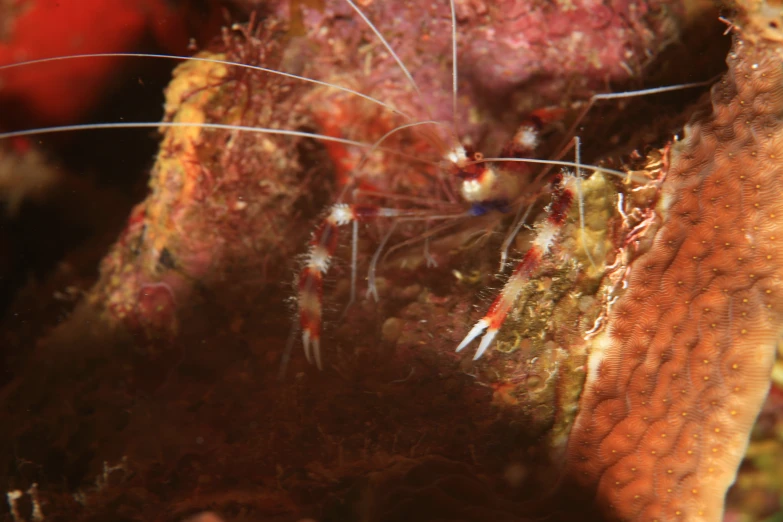 closeup of corals and other things that are under the sea