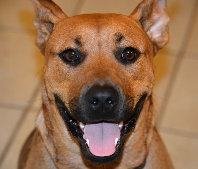 a large brown dog with its tongue out and its tongue hanging out