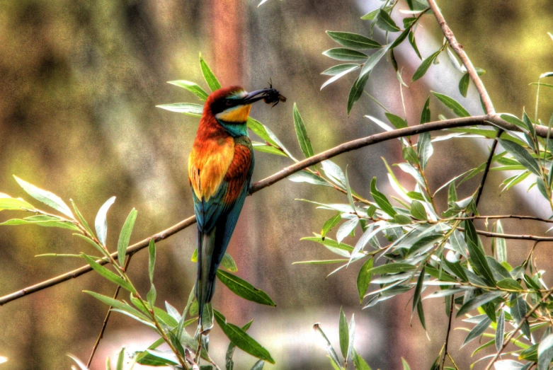 a colorful bird perched on top of a tree nch