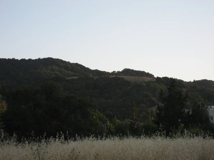 a hill and trees with clear sky