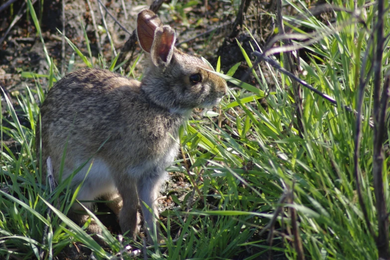 an image of a rabbit standing in the grass