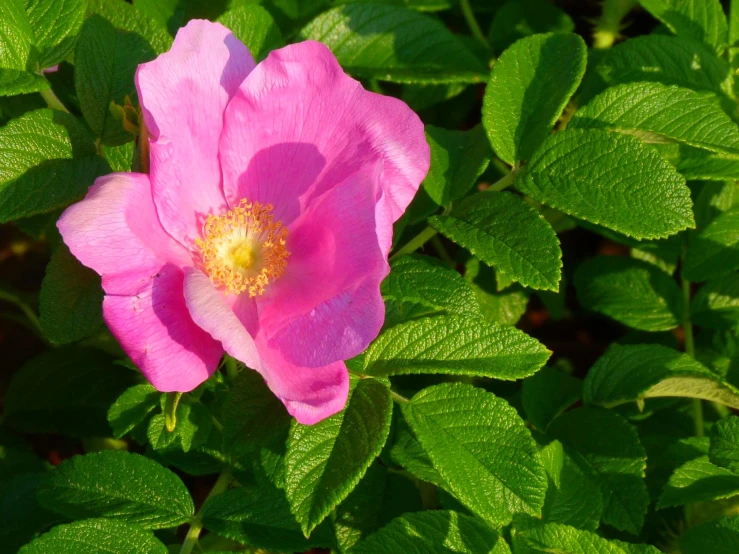 pink roses with green leaves in the background