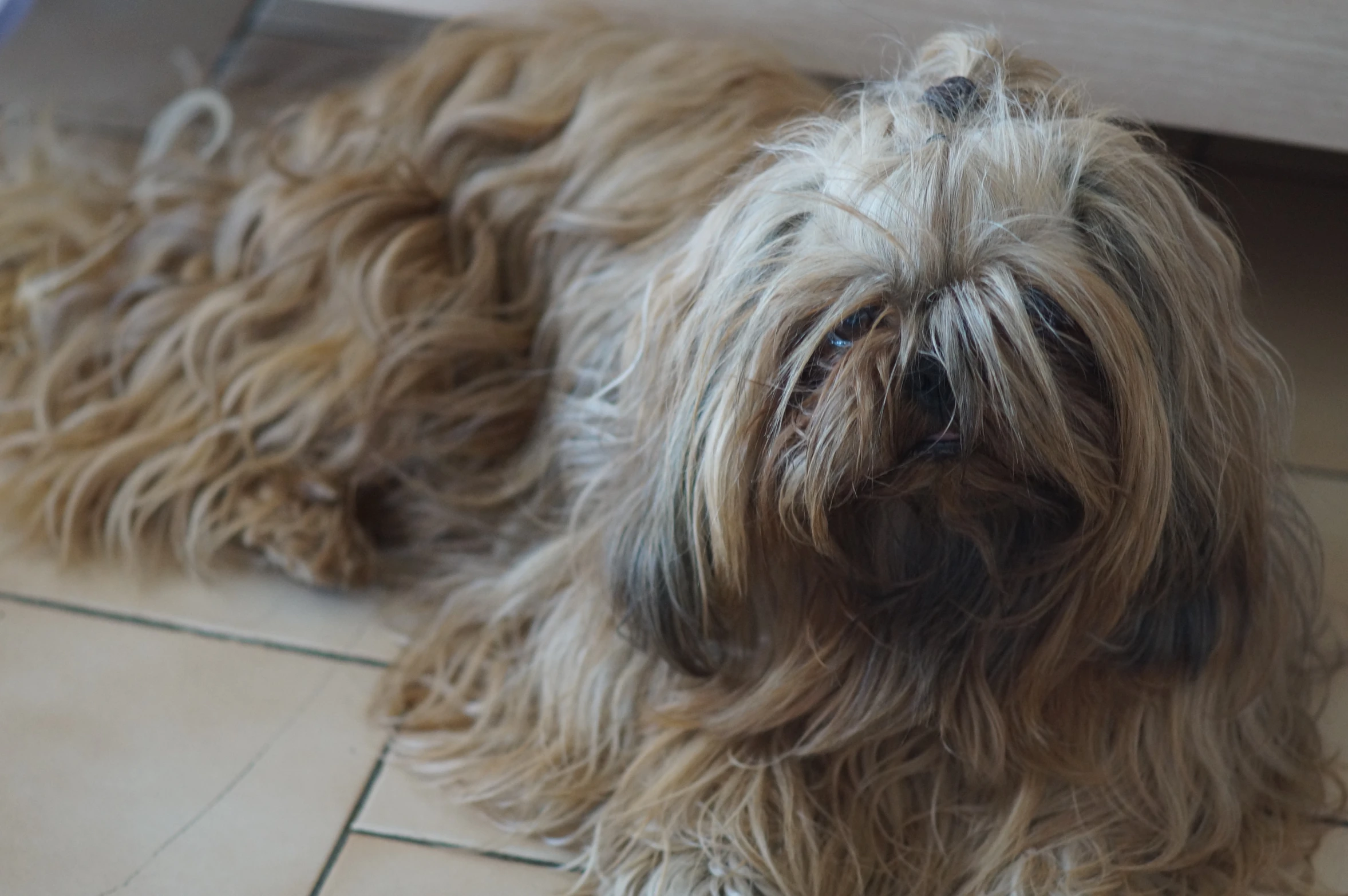 a gy dog laying on a tile floor