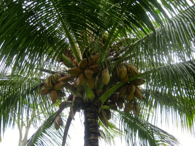 the fruit on the palm tree is ready to be harvested