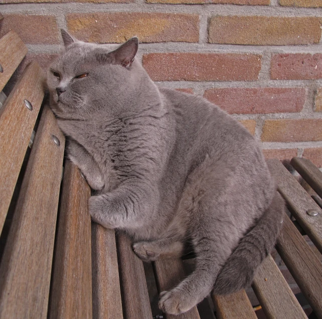 a cat is sleeping on top of a bench