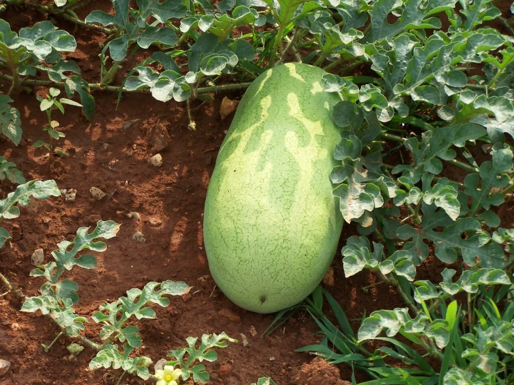 an unripe cucumber lies on the ground among a lot of green leaves