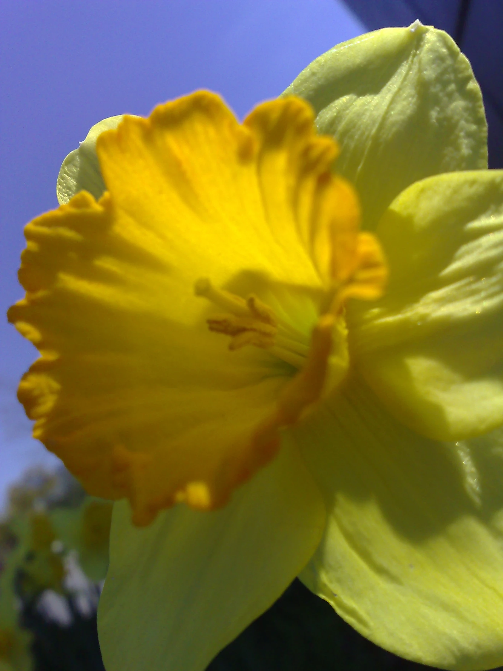 the yellow flower is looking down at its center