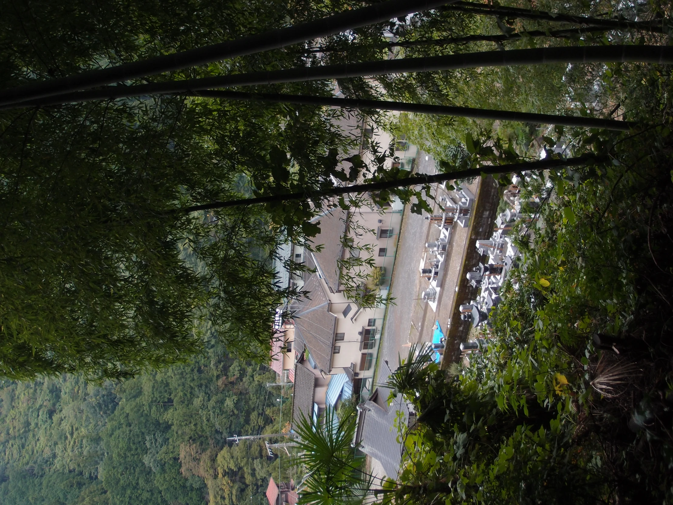 a bunch of houses that are in the trees