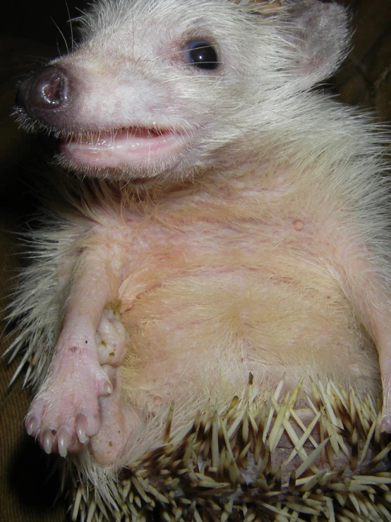 a small white animal sitting on top of a wooden table