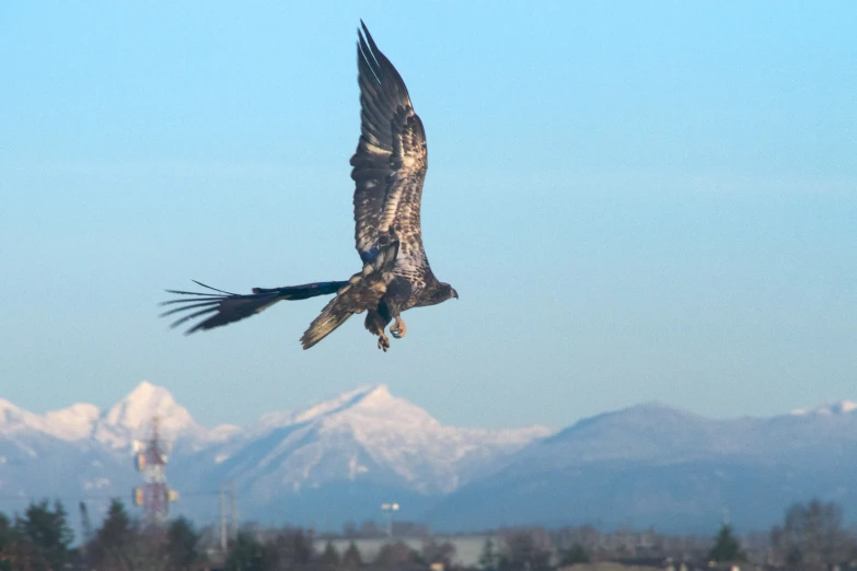 an eagle soaring high in the sky above mountains