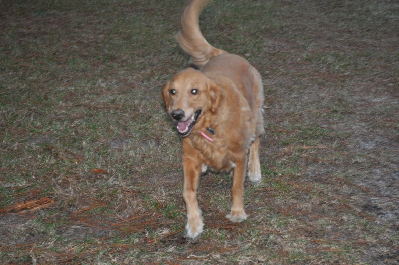 a small dog running in the grass at night