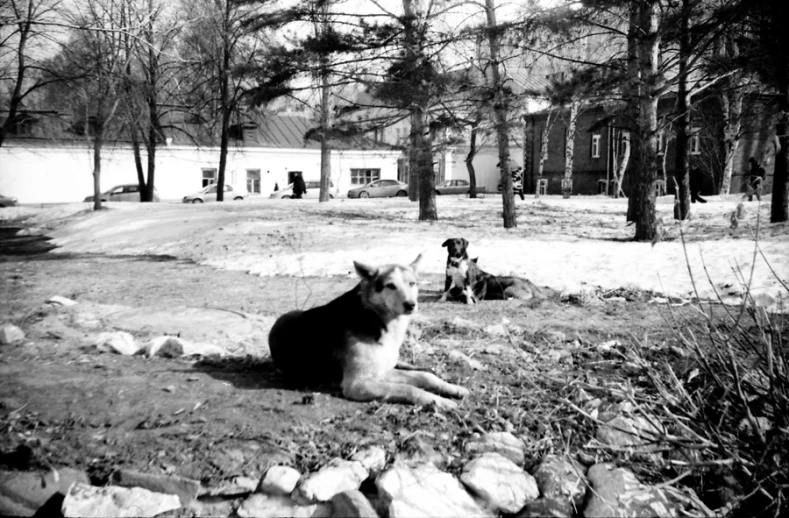 two dogs in a field of grass and trees