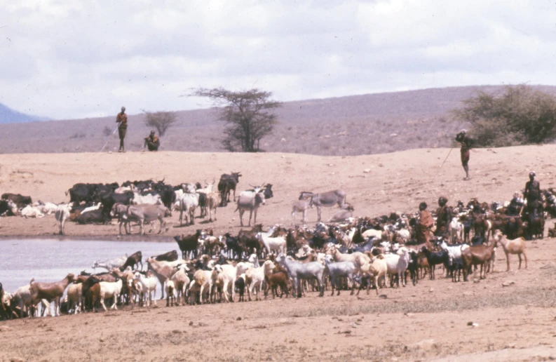 a herd of sheep and cattle walking along a river