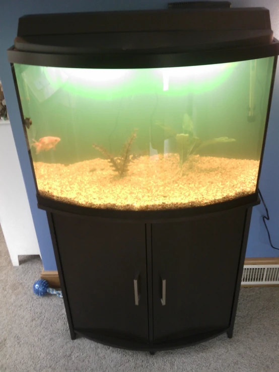 a fish tank is shown with some green algae