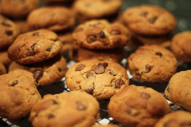 several rows of chocolate chip cookies on a metal rack