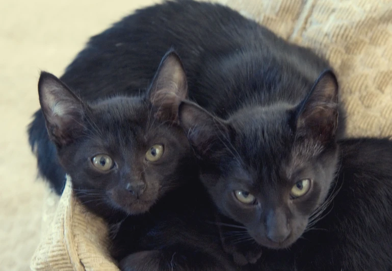 two black cats sitting on a couch together