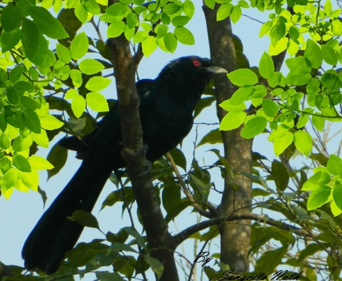 a black bird sits on top of a tree