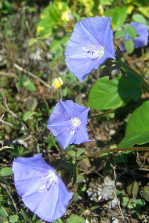 a group of flowers that are next to some grass