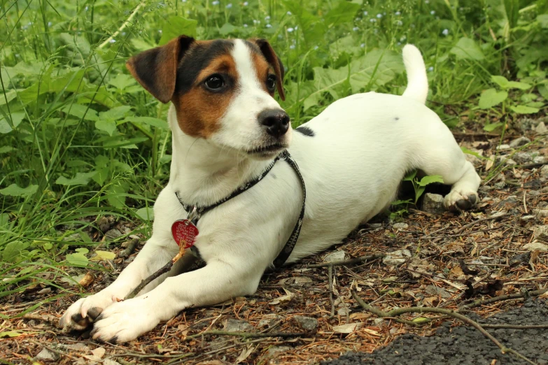 a small brown and white dog laying on top of a field