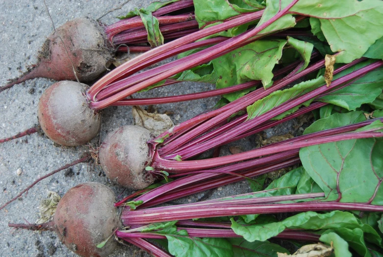 purple turnips laid on the concrete, with large green leaves