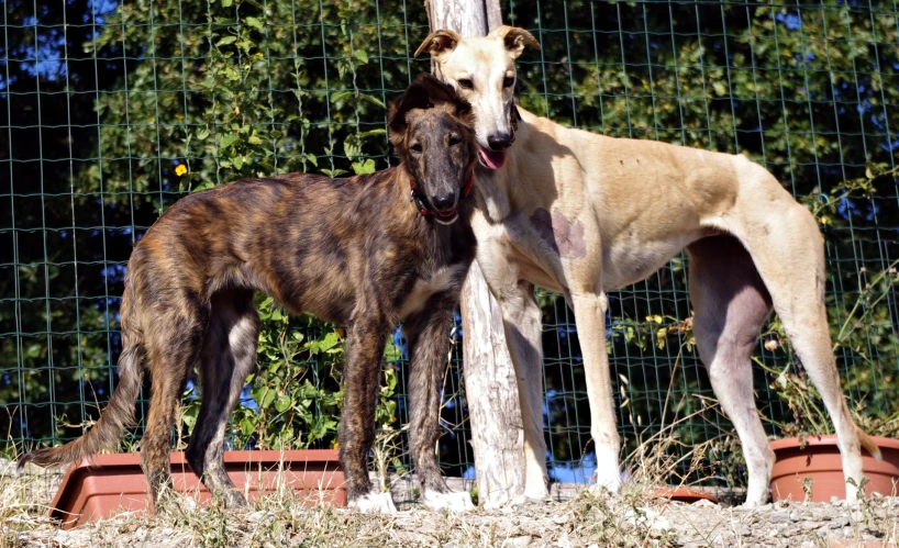 two whippet dogs stand on the top of a fence