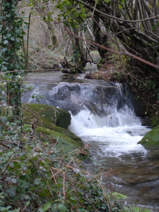 water running through the woods on top of moss